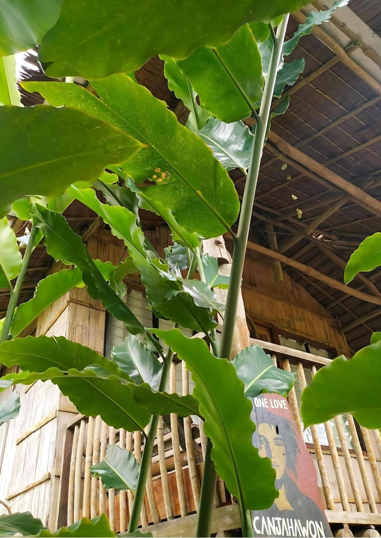 Canjahawon Nipa Hut * Siquijor
